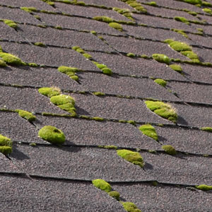 Moss Removal Companies